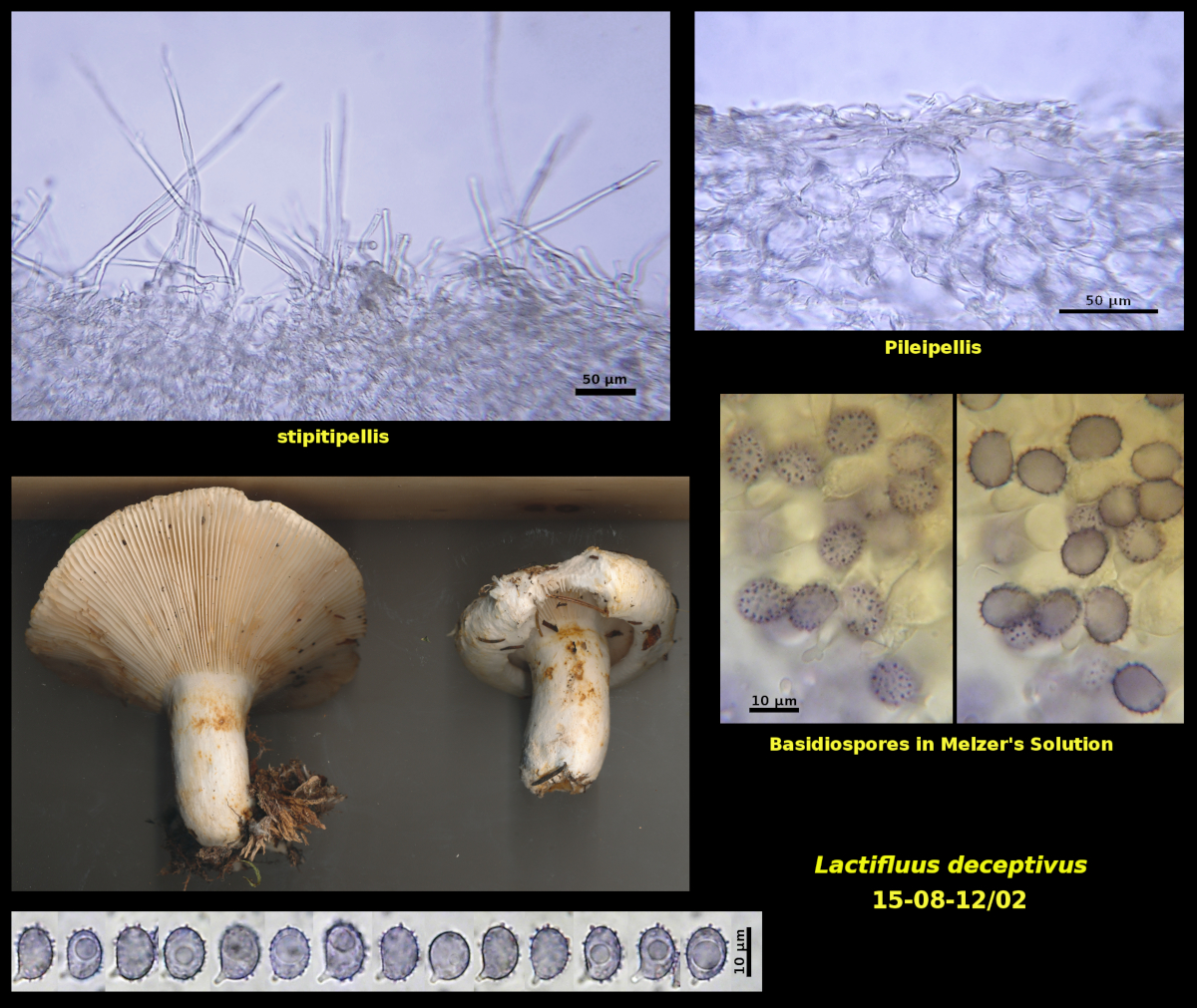 Picture of Lactifluus deceptivus